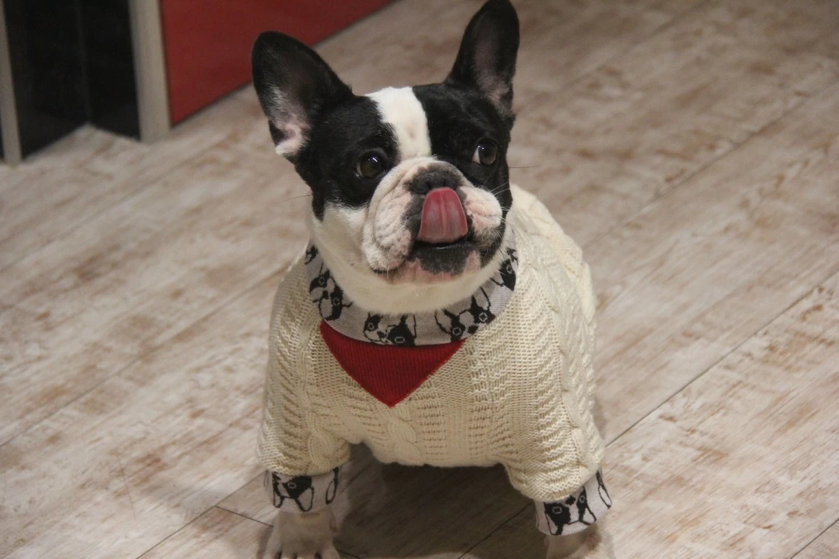 Bulldon'sセーター